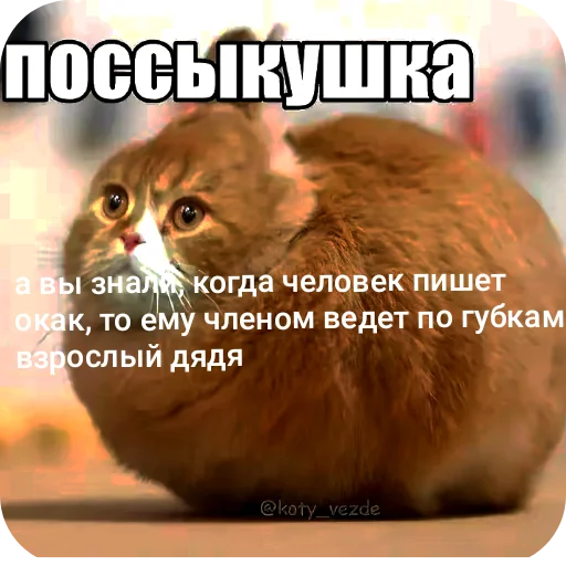 🐱 Стикер «поссыкушка» для Telegram