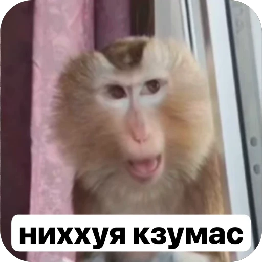 🌟 Стикер «У́ткирники» для Telegram