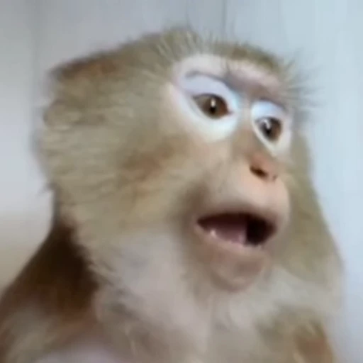 🐵 Стикер «У́ткирники» для Telegram