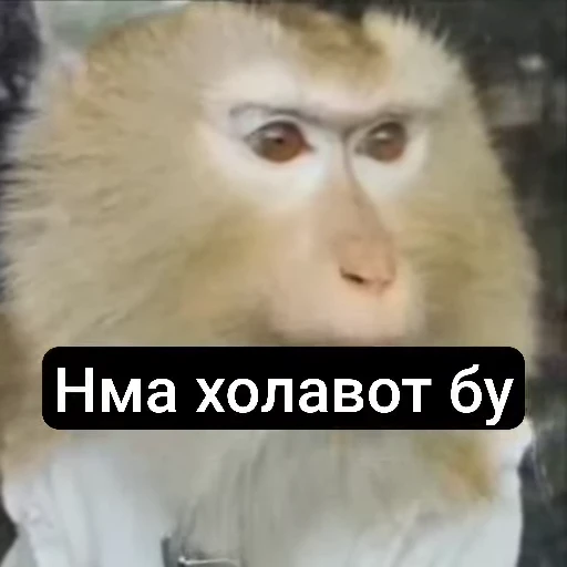 🌟 Стикер «У́ткирники» для Telegram