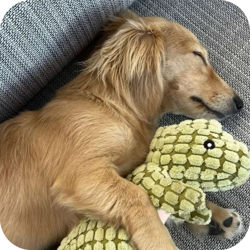 🐶 Стикер «Formula 1» для Telegram