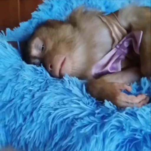 🛏️ Стикер «НЕ ЖМИ» для Telegram