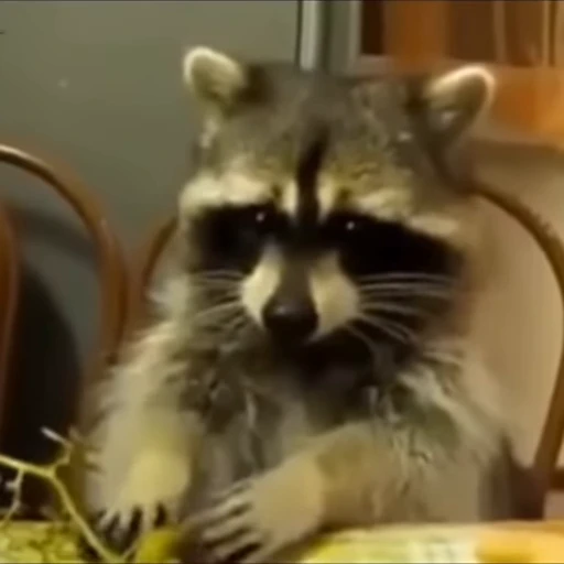 🌟 Стикер «Madam Rakun» для Telegram