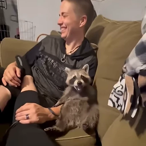 🌟 Стикер «Madam Rakun» для Telegram