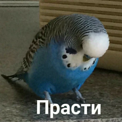 😔 Стикер «Tak_Nada 2.0» для Telegram