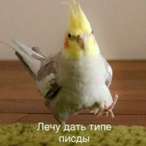 🤠 Стикер «Tak_Nada 2.0» для Telegram