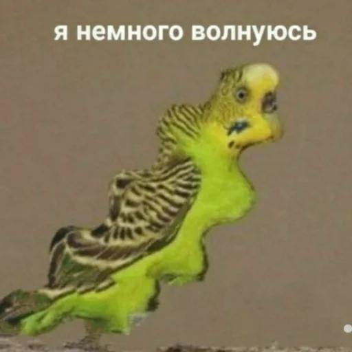 🤠 Стикер «Tak_Nada 2.0» для Telegram