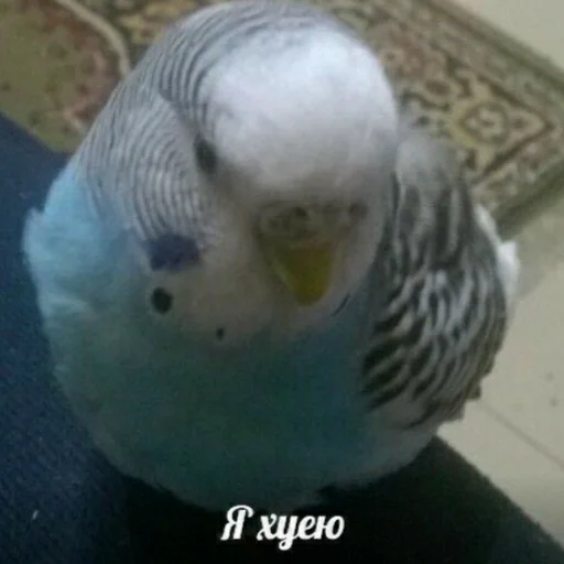 🗿 Стикер «Tak_Nada 2.0» для Telegram