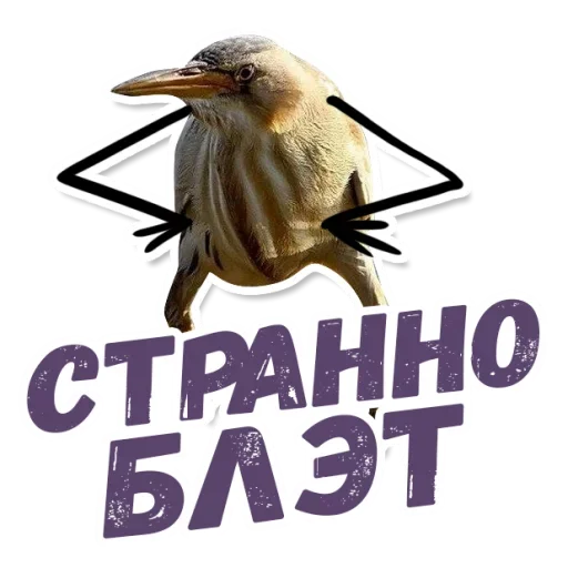 🤓 Стикер «ТАК БЛЭТ» для Telegram