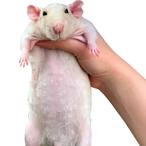 😐 Стикер «Take this rat!» для Telegram