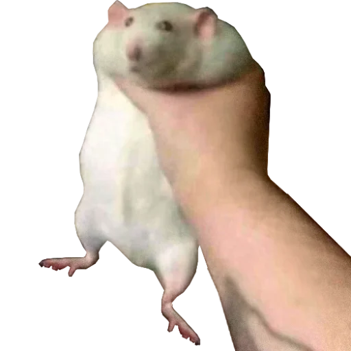 Стикерпак Take this rat! для Telegram