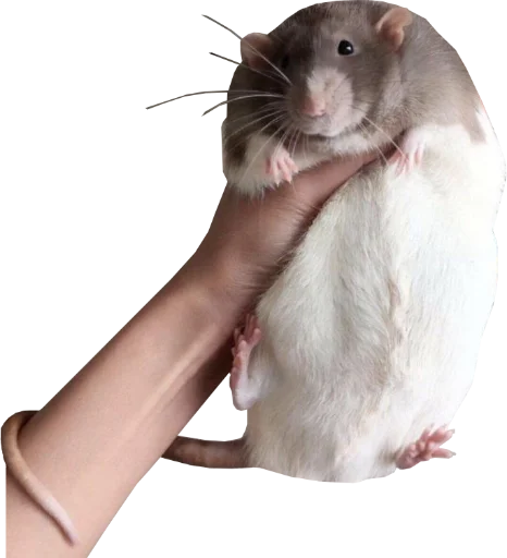 🥔 Стикер «Take this rat!» для Telegram