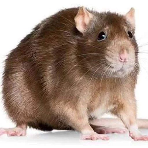 🐀 Стикер «Take this rat!» для Telegram