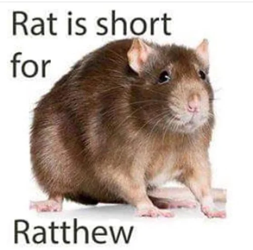 🐀 Стикер «Take this rat!» для Telegram