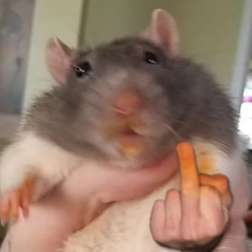 🖕 Стикер «Take this rat!» для Telegram