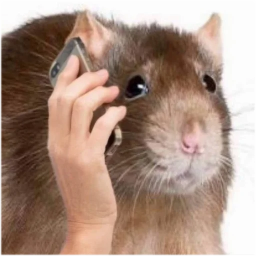 📞 Стикер «Take this rat!» для Telegram