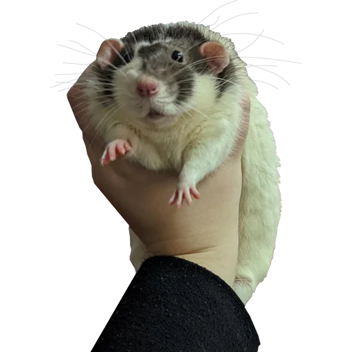 🍻 Стикер «Take this rat!» для Telegram