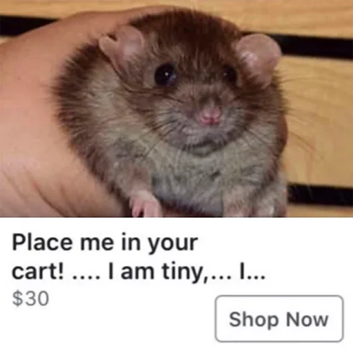 🛒 Стикер «Take this rat!» для Telegram