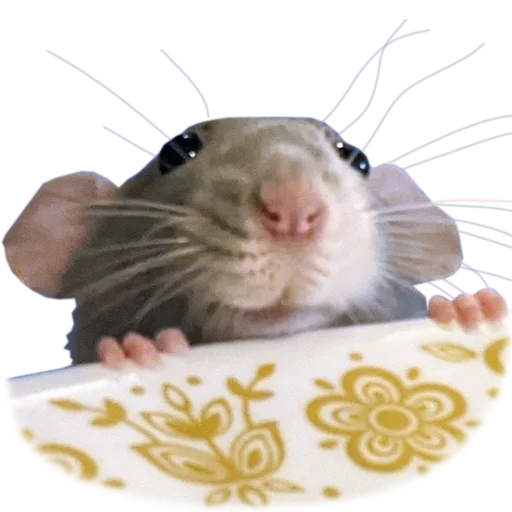 🥺 Стикер «Take this rat!» для Telegram