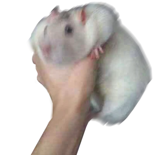 💨 Стикер «Take this rat!» для Telegram