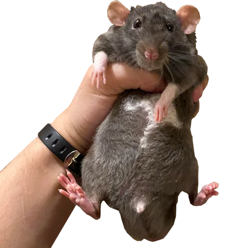 🥜 Стикер «Take this rat!» для Telegram