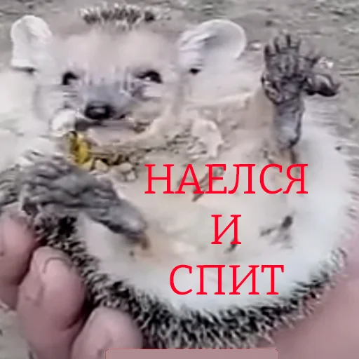 😴 Стикер «ТАК СТОП НАХОЙ» для Telegram
