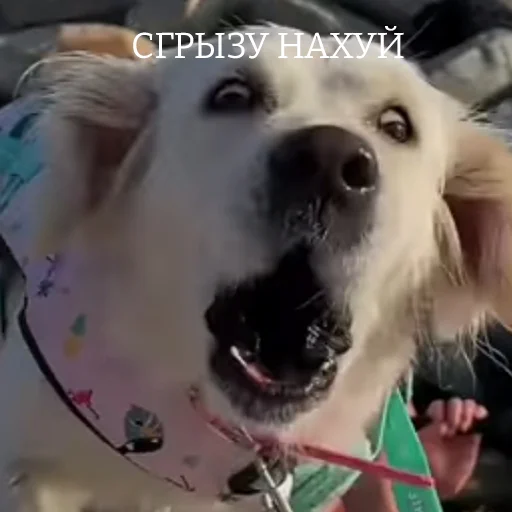 😡 Стикер «ТАК СТОП НАХОЙ V2» для Telegram