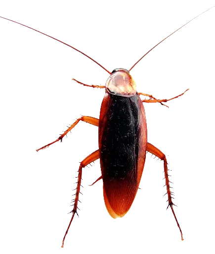 😐 Стикер «Ants» для Telegram