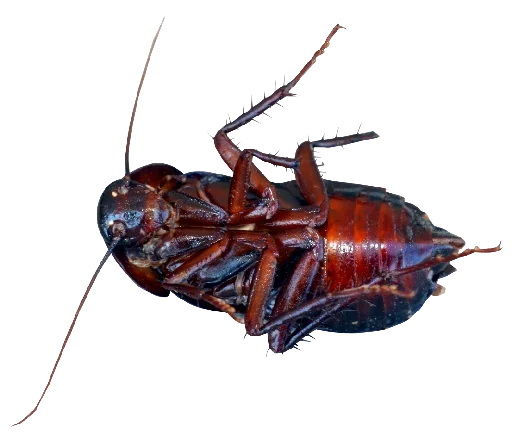 🤬 Стикер «Ants» для Telegram