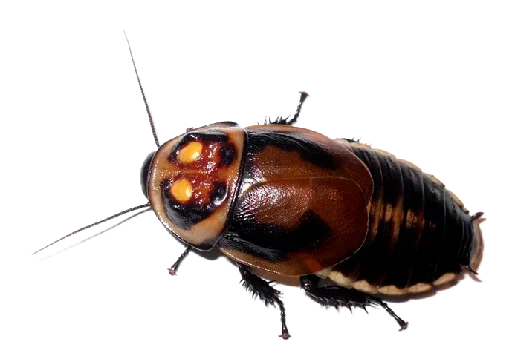 😥 Стикер «Ants» для Telegram