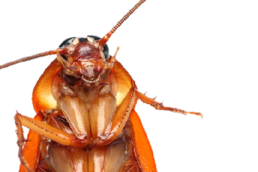 😑 Стикер «Ants» для Telegram