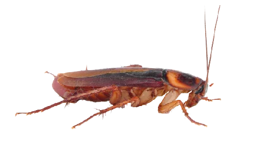 🤬 Стикер «Ants» для Telegram