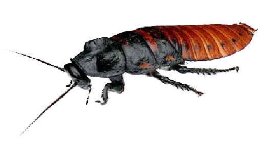 😰 Стикер «Ants» для Telegram
