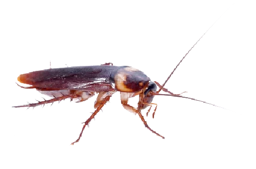😔 Стикер «Ants» для Telegram