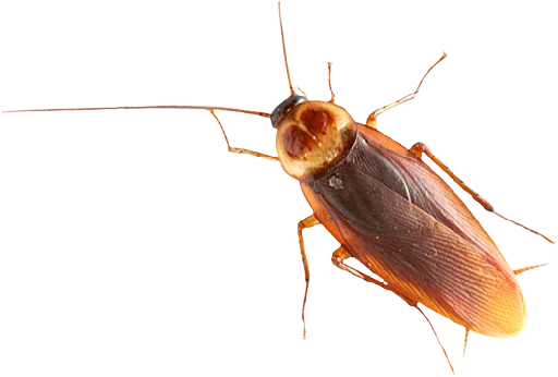 🤬 Стикер «Ants» для Telegram