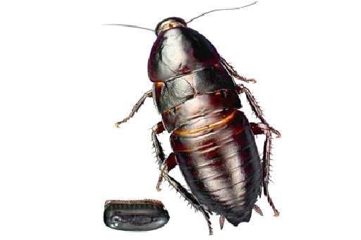 😳 Стикер «Ants» для Telegram