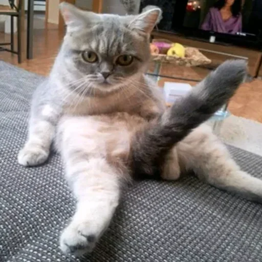 🍆 Стикер «دنیای استیکر» для Telegram