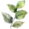 Стикер 34 green witch