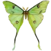 Стикер 57 green witch