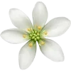 Стикер 48 green witch
