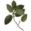 Стикер 58 green witch
