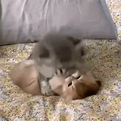 🥰 Стикер «nya nya» для Telegram