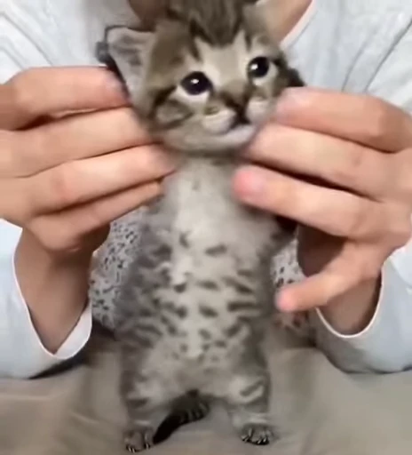 💃 Стикер «nya nya» для Telegram