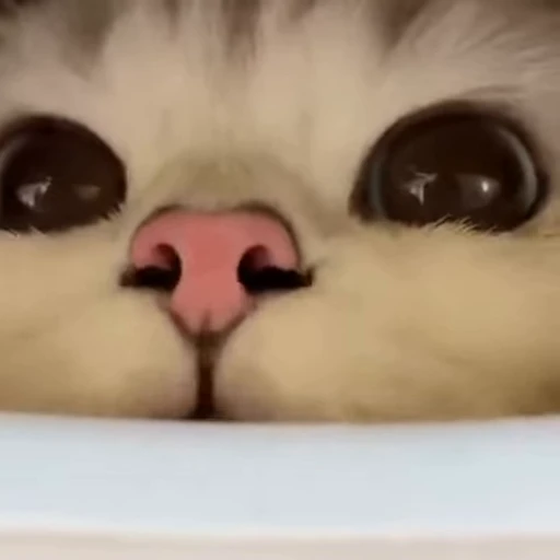 🐽 Стикер «nya nya» для Telegram