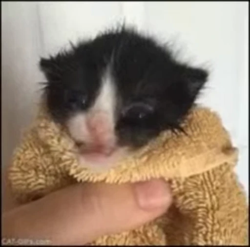 🥱 Стикер «nya nya» для Telegram