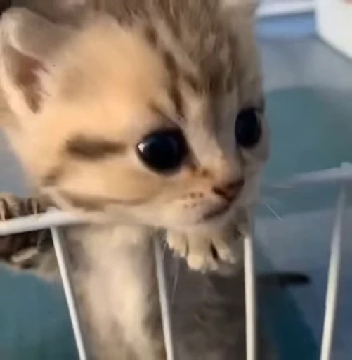 😡 Стикер «nya nya» для Telegram
