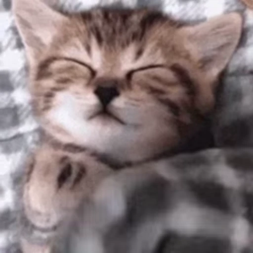 😴 Стикер «nya nya» для Telegram
