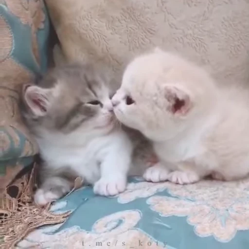 ❤️ Стикер «nya nya» для Telegram