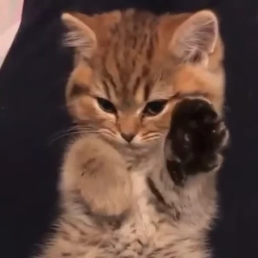 🥺 Стикер «nya nya» для Telegram