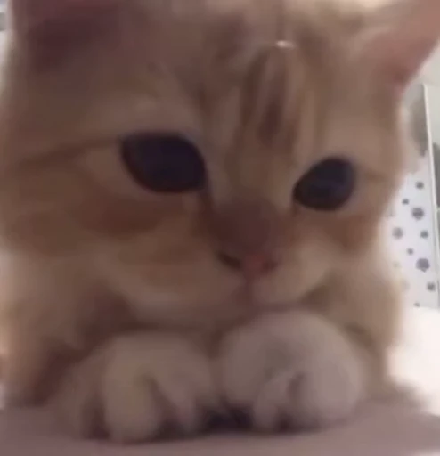 🌟 Стикер «nya nya» для Telegram